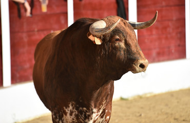 toro español
