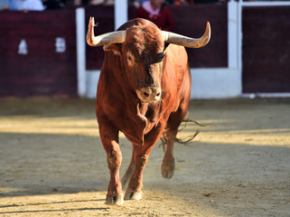 toro español