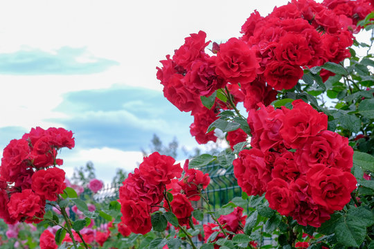 Rose red climbing Amadeus after the rain, blue sky on the background.