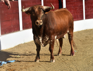 toro bravo español en plaza de toros