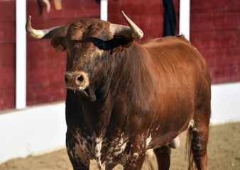 toro bravo español en plaza de toros