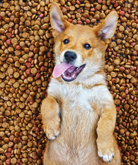 happy and contented dog lies on a large quantity of dry food. Puppy inside a big mound or cluster of food - 271506816