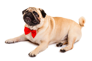 Dog pug. Cute little dog with a red bow tie is lying on a white background