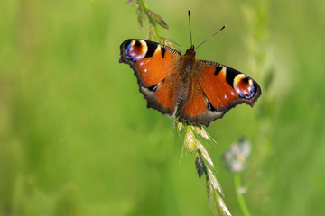 Fototapeta na wymiar European butterfly on the grass. Peacock butterfly (Inachis Io) 