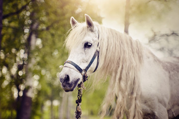 Portrait of a white horse with a long mane