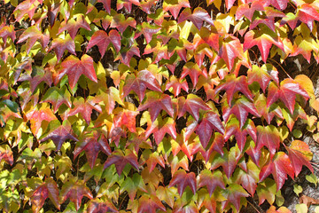 he autumnal colours of ivy groing up a wall at Arley Arboretum in the Midlands in England.
