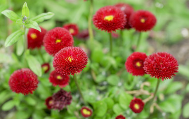 Red flowers in a sunny day. vibrant colors and lots of details.