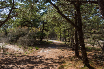 in the thick of a forested trail head