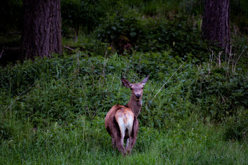 Hirschkuh am Waldrand