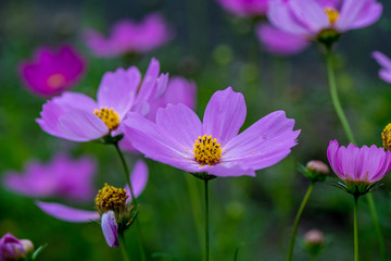 Fototapeta premium Kosmos poza sezonem