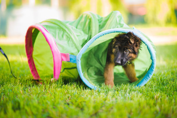 German shepherd puppy training in a tunnel during a lesson in a puppy school