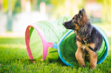German shepherd puppy training in a tunnel during a lesson in a puppy school