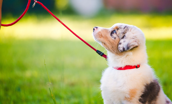 Young And Beautiful Merle Australian Shepherd Puppy During A Puppy School Training, Lovely Portrait