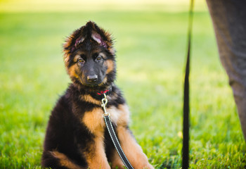 Young cute puppy of german shepherd dog during a puppy school training with the owner in the park, in beautiful light