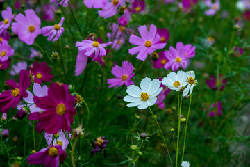 季節外れのコスモス