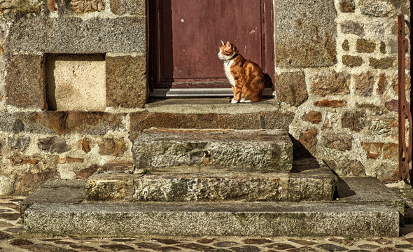Close up of a cat on the stairs in  "Cour Marie du Rocher" courtyard in the medieval town of Domfront, France