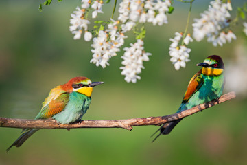 pair of beautiful colored birds sitting in white flowers