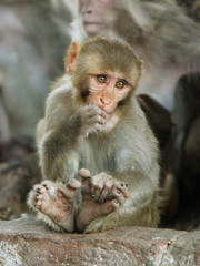 Naklejka na ściany i meble Portrait of young thoughtful macaque monkey sitting on the stone in Dharamshala city, Himachal Pradesh, India