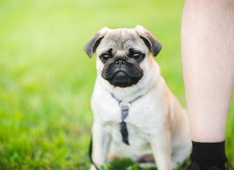 Fototapeta premium Pug dog sitting on a grass portrait