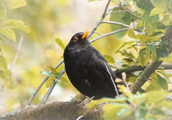 Amsel im sonnigen Baum