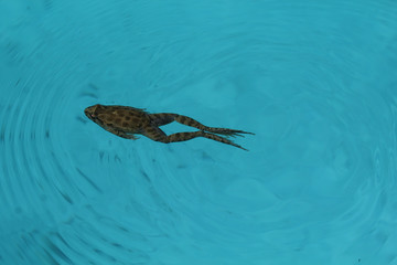 grenouille verte nageant