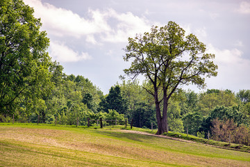 Fototapeta na wymiar Rural Landscape with Tree and Fence