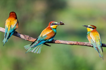 wild colorful birds threesome sitting on a branch
