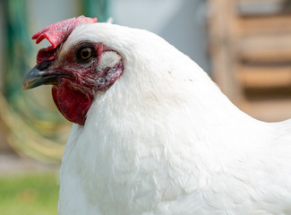 portrait of a rooster