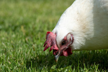 Rooster with Red Comb