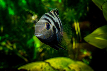 Amatitlania nigrofasciata 