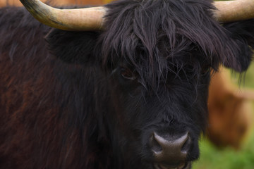 Portrait eines schwarzen kopfes eines hochlandrindes mit vielen zotteln und einem Horn