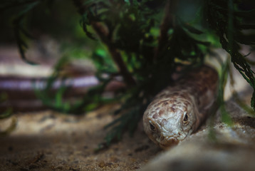 cabeça de cobra castanha na vegetação