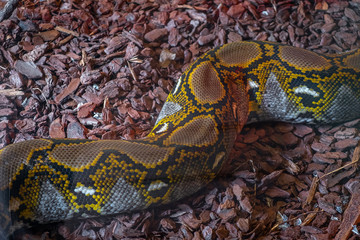 Corpo de cobra castanha no chão