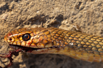 Dead snake. Head close-up. Road wars - death of a Reptile from the car. The killing of a animal. Caspian whipsnake (caspius) also known as the large whipsnake (Dolichophis/Coluber).