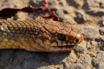 Dead snake. Head close-up. Road wars - death of a Reptile from the car. The killing of a animal. Caspian whipsnake (caspius) also known as the large whipsnake (Dolichophis/Coluber).