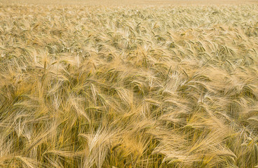 Ripe wheat in a field