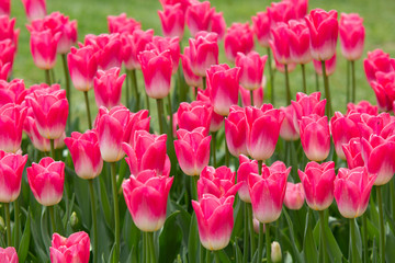 Image of pink tulip flowers in a garden