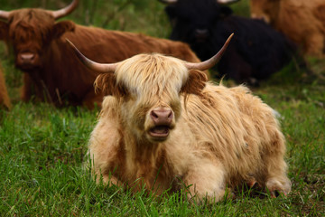 braunes zotteliges hochlandrind mit hörnern liegt auf der weide bei der herde