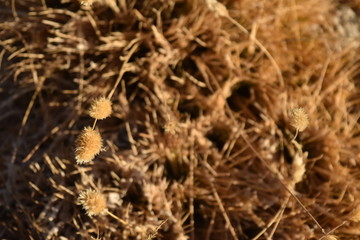 closeup of dry grass