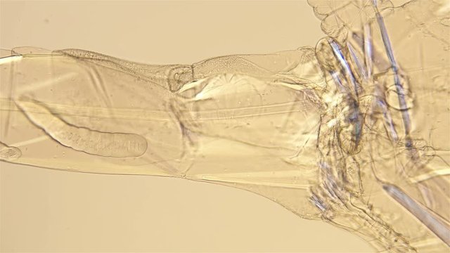 zooplankton under a microscope, the work of the internal organs Cladocera Leptodora Branchiopoda, a crustacean, is a predator, 98 percent transparent, prefers immature crustaceans of Daphnia, Bosmina