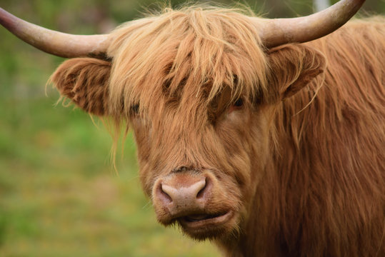 portrait eines braunen hochlandrindes mit h&ouml;rnern, das mit zotteligem kopf nach in die kamera schaut