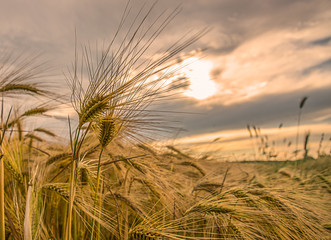 Ripe wheat in a field