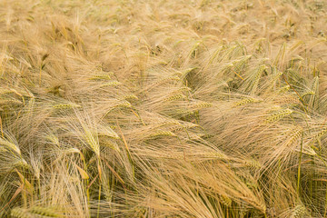 Ripe wheat in a field