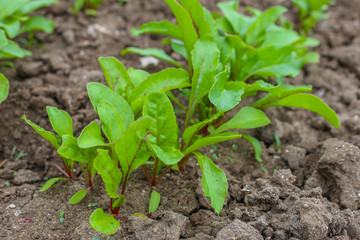 Leaf of beet root. Fresh green leaves of beetroot or beet root seedling. Row of green young beet leaves growth in organic farm. Closeup beetroot leaves growing on garden bed. Field of beetroot foliage