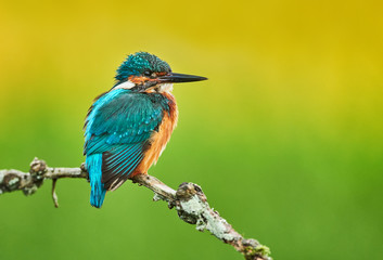 Obraz premium Kingfisher (Alcedo atthis) close up