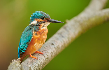 Kingfisher (Alcedo atthis) close up