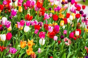Obraz premium Image of colorful tulip flowers in a garden