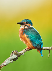 Kingfisher (Alcedo atthis) close up