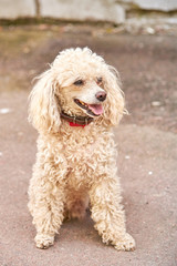 Cute poodle of a light color with a collar on the city street