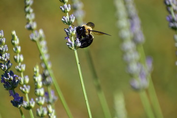 Lavender with bumblebee